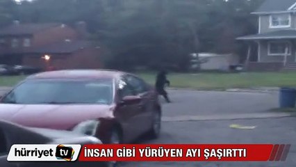 İnsan gibi yürüyen ayı