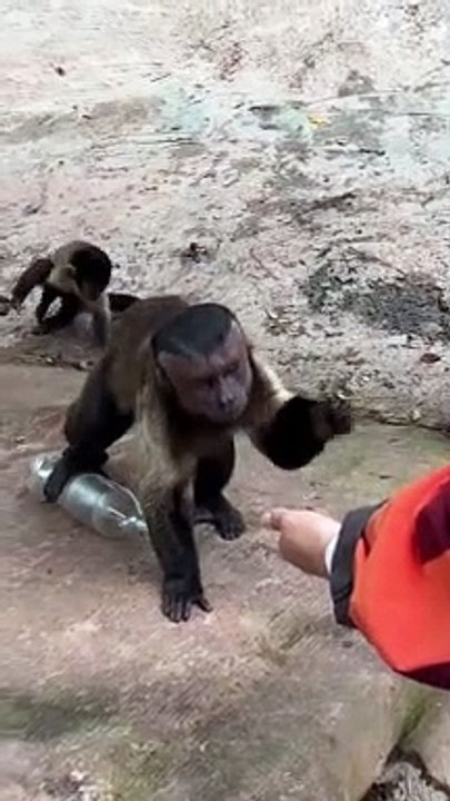 Funny Video , Comedy Video