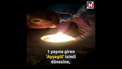 1 yaşına giren düvesine, doğum günü yaptı
