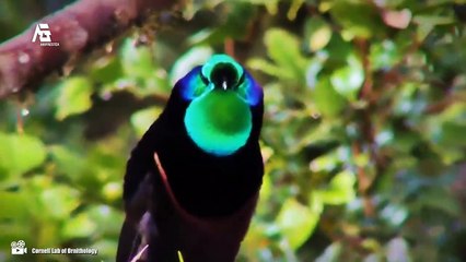 The Most Beautiful Bird of Paradise in the World, Native to PAPUA INDONESIA