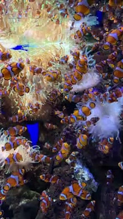 nemo