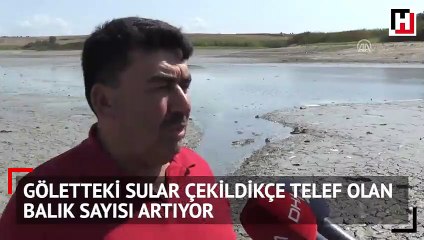 Göletteki sular çekildikçe telef olan balık sayısı artıyor