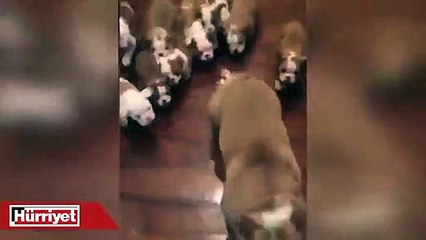 Babayı kovalayan yavru köpekler