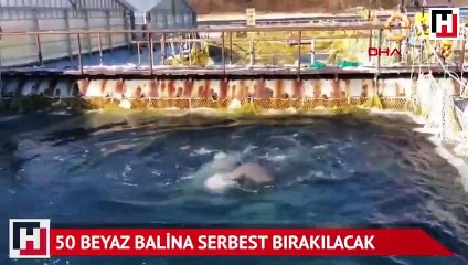 Rus Araştırma Enstitüsü son 50 beyaz balina serbest bırakılacak
