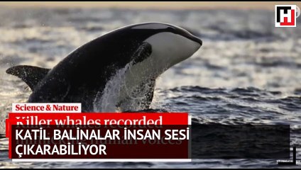 Katil balinalar insan sesi çıkarabiliyor