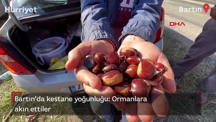 Bartın'da kestane yoğunluğu: Ormanlara akın ettiler