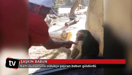 Sevimli babun kart illüzyonuna bakın nasıl şaşırıyor