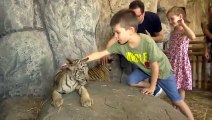 Baby Bengal tigers attract visitors in Istanbul