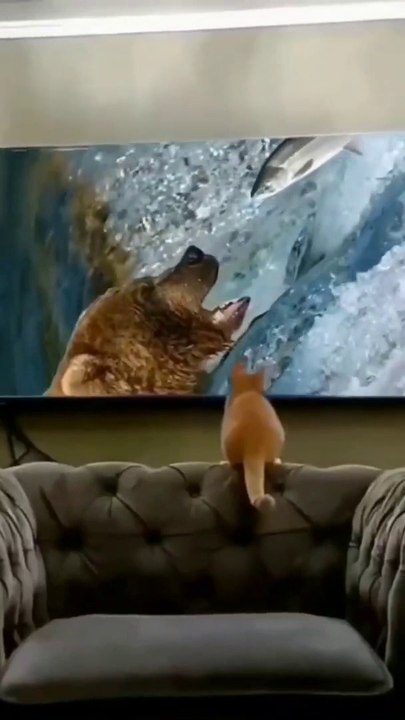 funny cat videos - funny animals