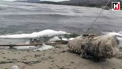 Kuraklık ve kirlilik Bafa Gölü'nü köpürttü