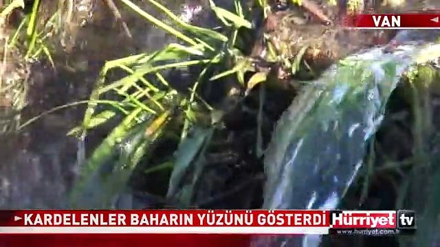 BAHARIN GELİŞİNİ KARDELENLER MÜJDELEDİ