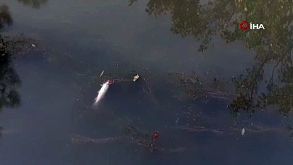 Su seviyesi düşen kanalda onlarca balık öldü