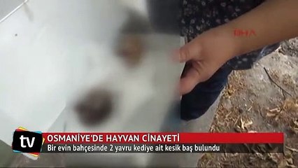 Osmaniye'de 2 yavru kediye ait kesik baş bulundu
