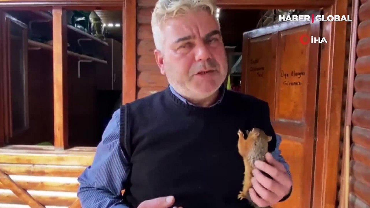 Çay tiryakisi "Boncuk" sincap çay ocağından ayrılmıyor