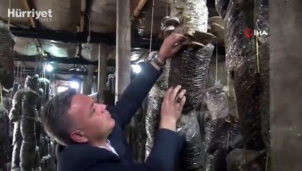 Evinin bahçesindeki depoda aylık 350 kilo mantar üretiyor