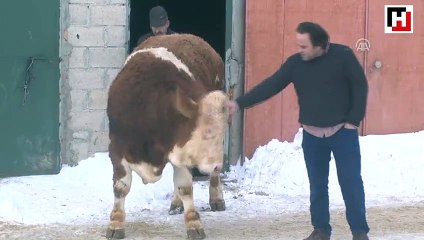 Afrin'deki Mehmetçik'e "Paşa" isimli danasını bağışladı