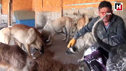 Her gün 250 köpeğin bakımını üstleniyor