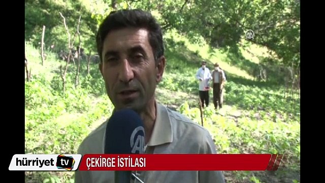 Van'da çekirgeler bir mahalleyi istila etti