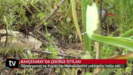 Bahçesaray'da çekirge istilası