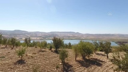 Son dakika haberleri! Adıyaman'daki yabani alıç ağaçları aşılanıyor, orman köylüsü kazanıyor