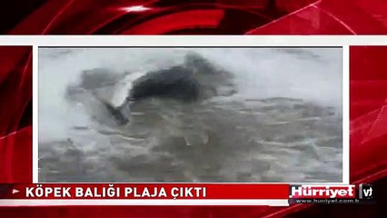 PLAJDA KÖPEK BALIĞI DEHŞETİ