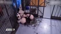 Yaramaz pandalar
