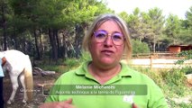 Martigues : la médiation équine pour une bonne santé mentale