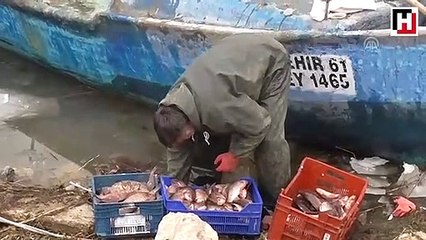 Balıkçıların yeni umudu oldu! Kilosu 1 TL