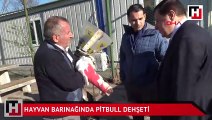 Hayvan barınağında pitbull dehşeti