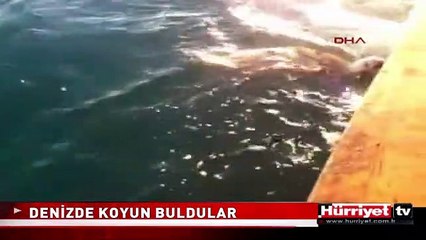 DENİZDE KOYUN BULUNCA ŞAŞKINA DÖNDÜLER