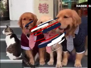 Köpekler kediyi poz vermesi için ikna etmeye çalıştı ama...