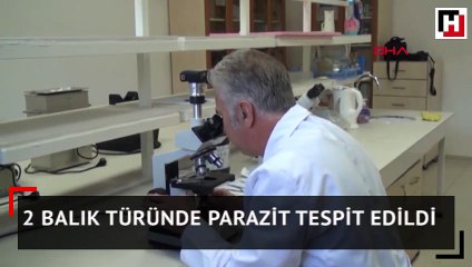 2 balık türünde parazit tespit edildi