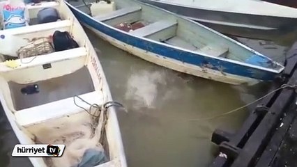 Piranalar eti saniyeler içinde yedi