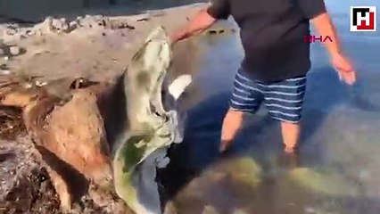 Deniz kıyısında devasa kemikler bulundu