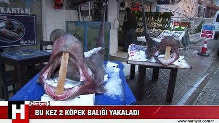 TEKİRDAĞ AÇIKLARINDA İKİ TANE KÖPEK BALIĞI YAKALANDI