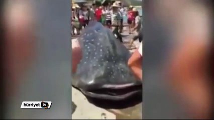 Çin’de vahşet! Canlı canlı kestiler