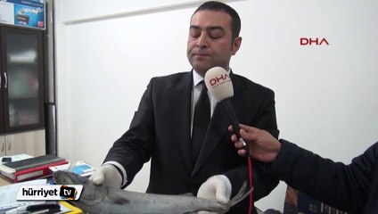 Zehirli okyanus balığı Mersin Körfezi'nde