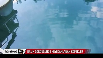 İlk defa yüzen balık gören köpeklerin heyecanı