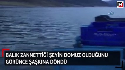 Balık zannettiği şeyin domuz olduğunu görünce şaşkına döndü