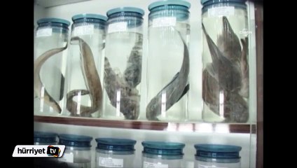 Elazığ'da balık müzesi yapıldı