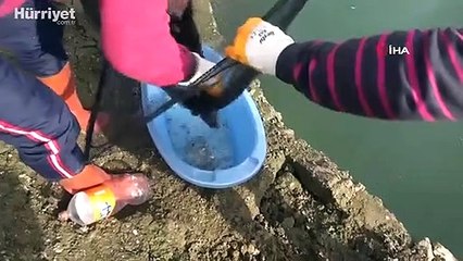 Ömerli Barajı'nda sular çekilince mahsur kalan balıkları kurtardılar