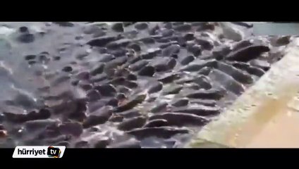 Yem bulmak uğruna ölümü göze alıyorlar