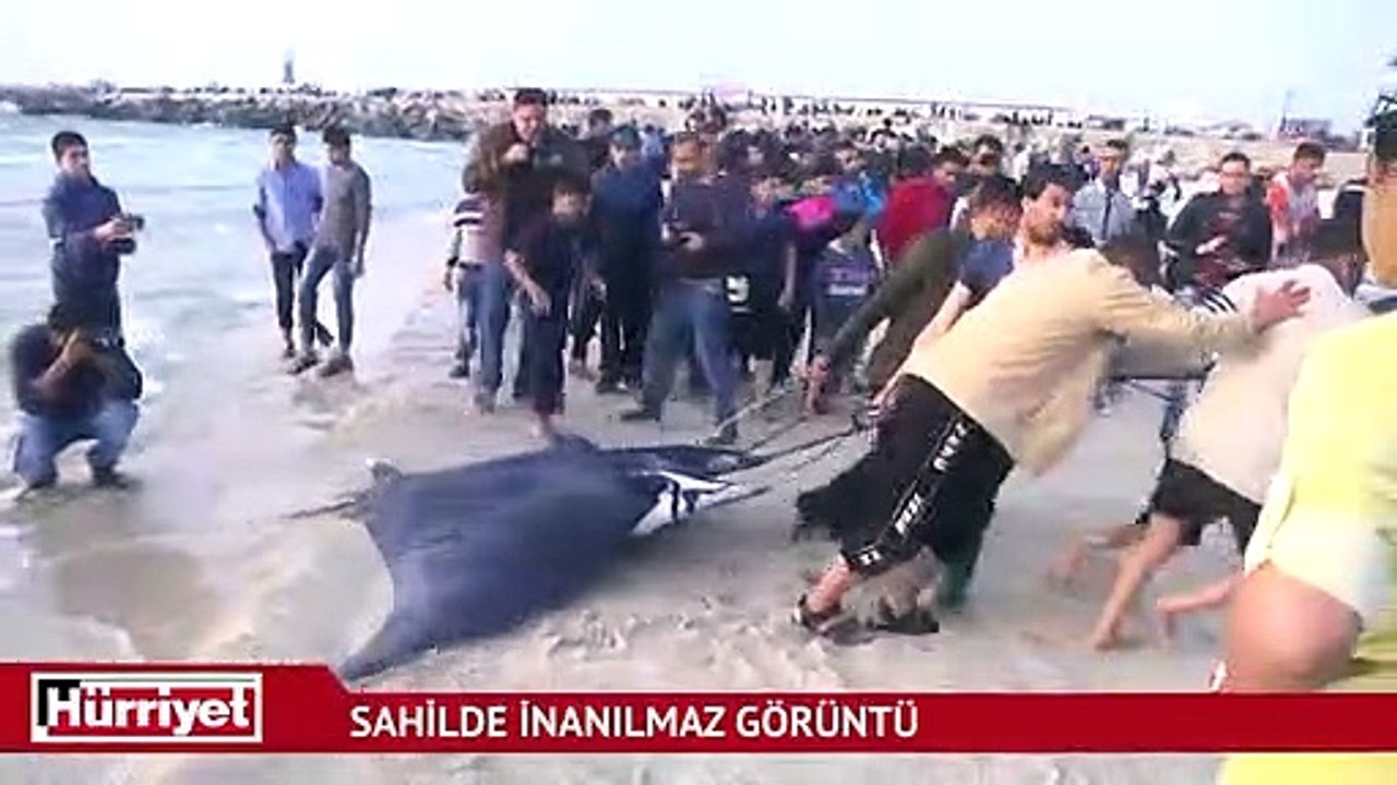 Gazze sahilinde 'vatoz' bereketi