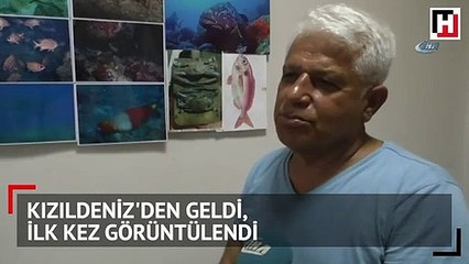 Kızıldeniz'den geldi, ilk kez görüntülendi