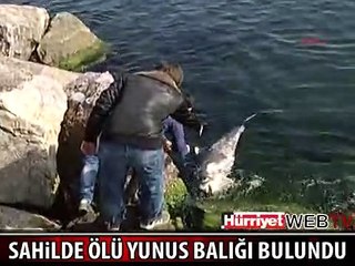 KARTAL SAHİLİ'NDE ÖLÜ YUNUS BULUNDU