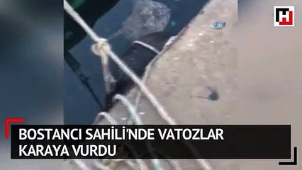 Bostancı Sahili'nde vatozlar karaya vurdu