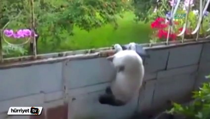Avını kaçıran kedi hüsrana uğradı