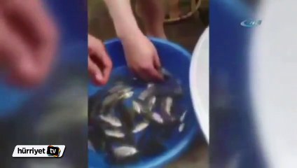 Balıkları canlı canlı yediler
