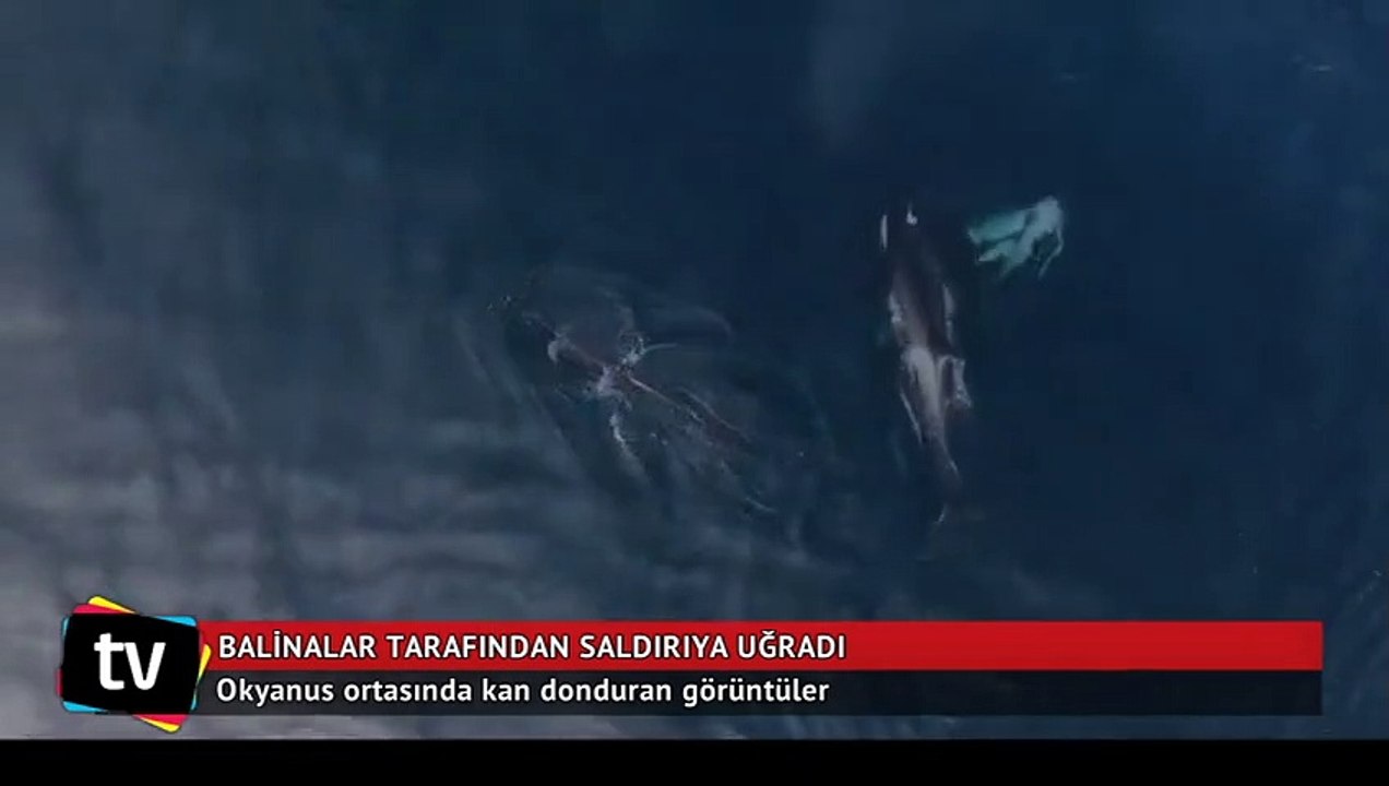 Okyanus ortasında kan donduran görüntüler