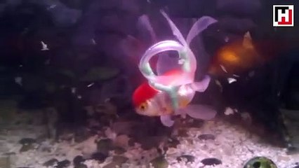 Hasta balığa ‘tekerlekli sandalye’ yaptı!